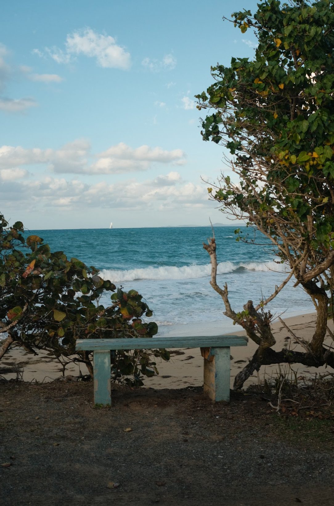 DSCF8618 Empty bench on a beach with waves, blue sky, and leafy green trees